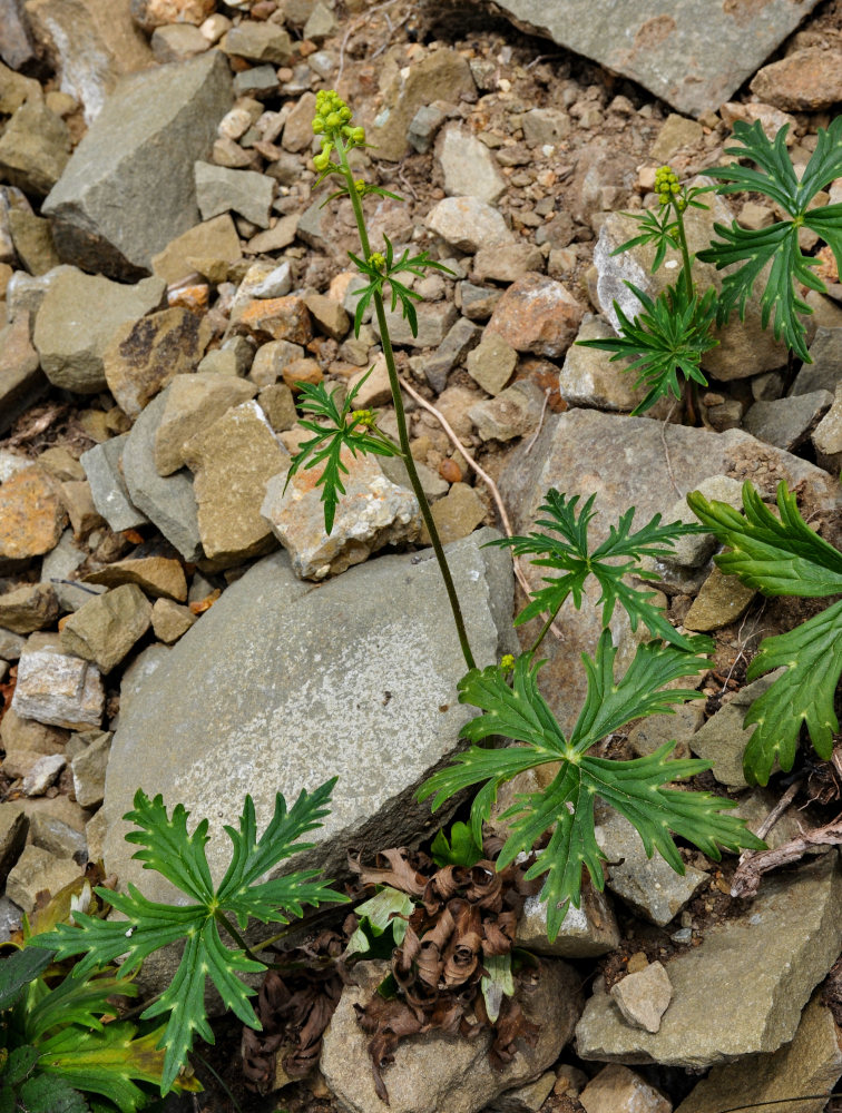 Изображение особи Aconitum crassifolium.