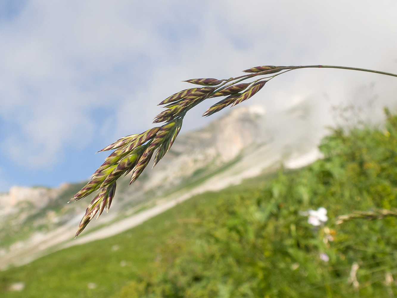 Изображение особи Festuca woronowii.