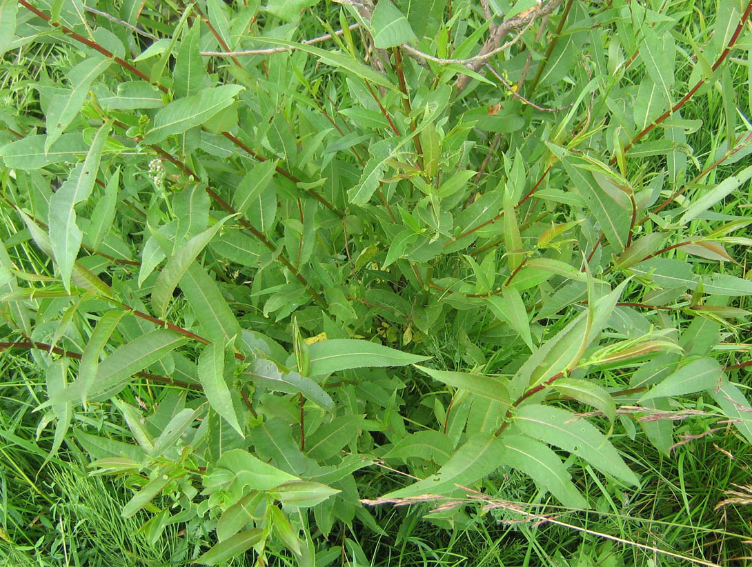 Image of Salix &times; alopecuroides specimen.