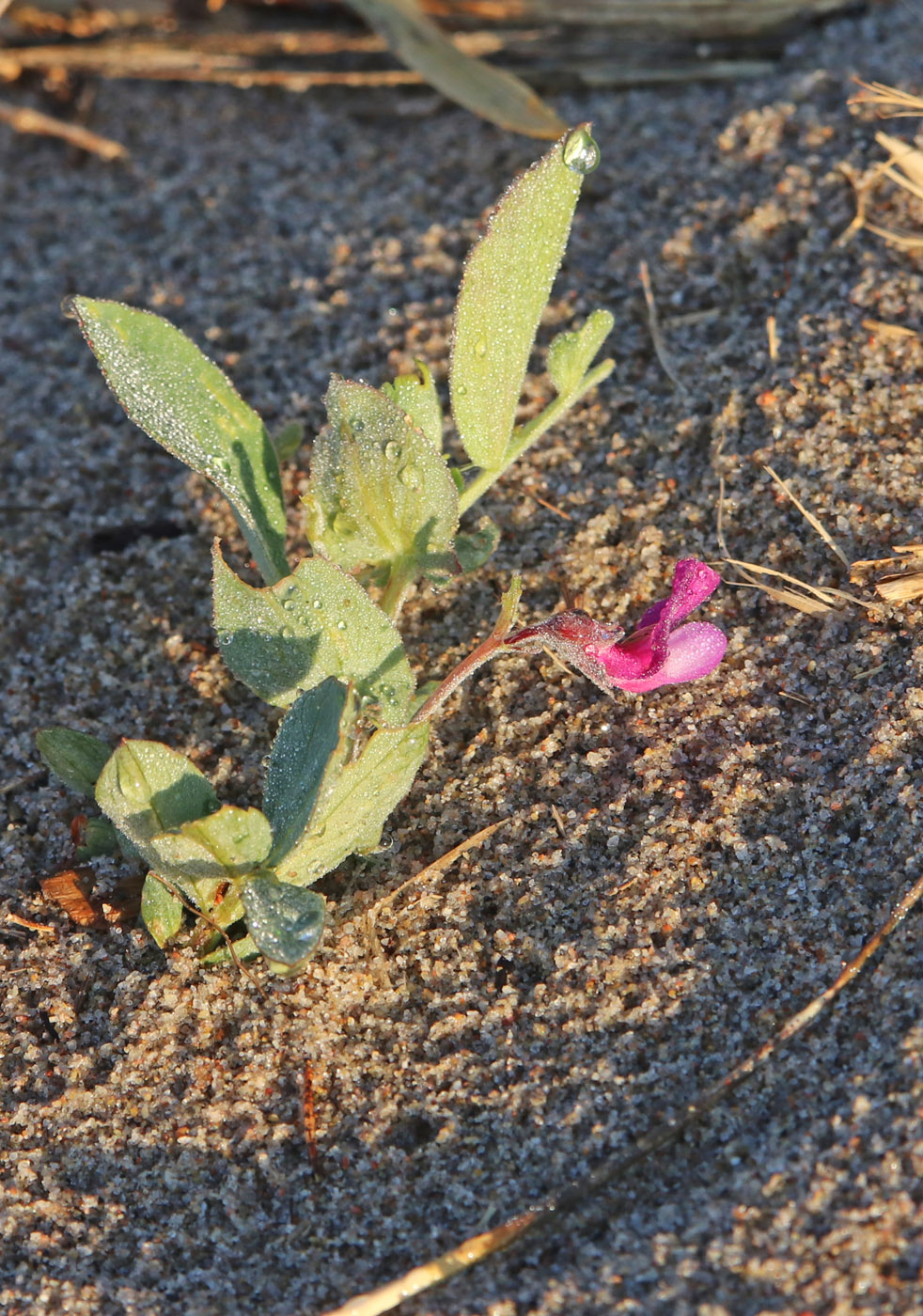 Image of Lathyrus japonicus ssp. pubescens specimen.