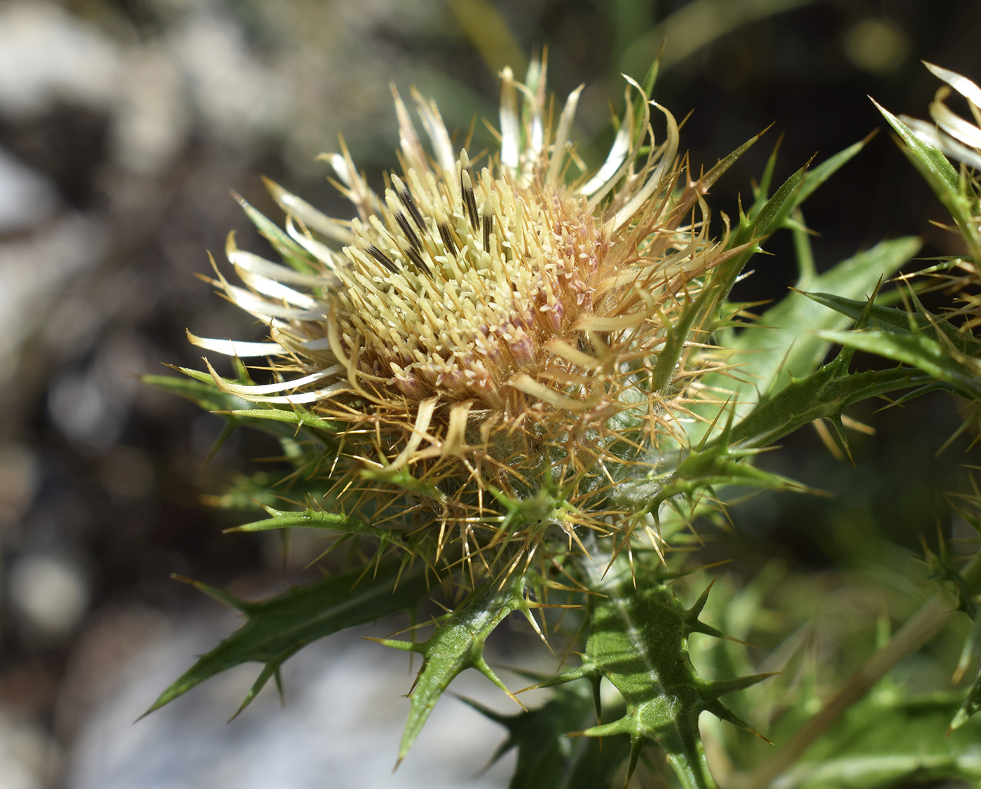 Image of Carlina vulgaris specimen.
