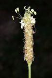 Plantago lanceolata. Соцветие. Узбекистан, Кашкадарьинская обл., Китабский геологический заповедник; Зеравшанский хр., окр. местности Обиё, глинистый холм. 22.07.2023.