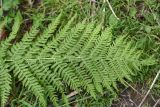 Athyrium filix-femina