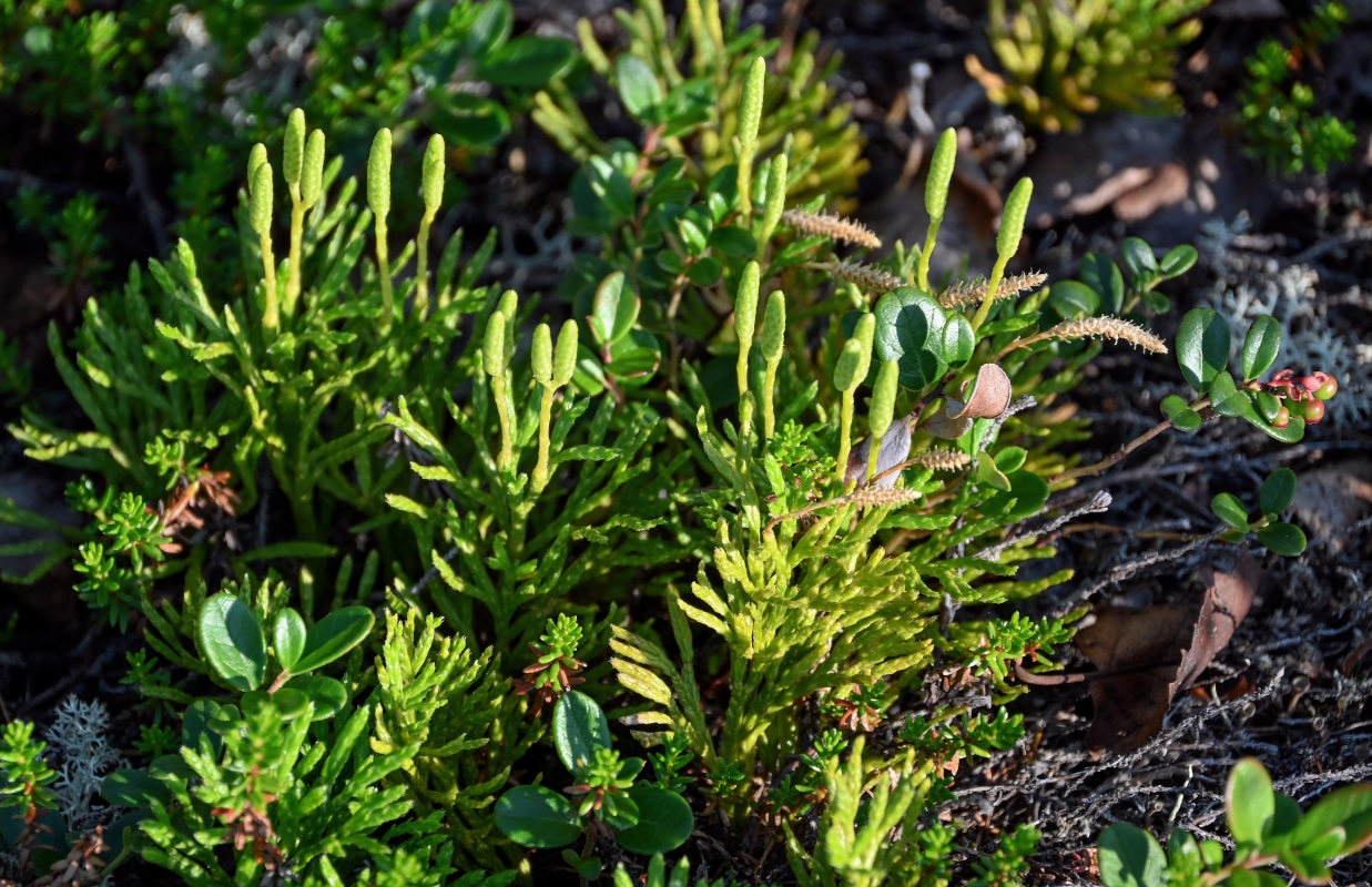 Image of Diphasiastrum complanatum specimen.