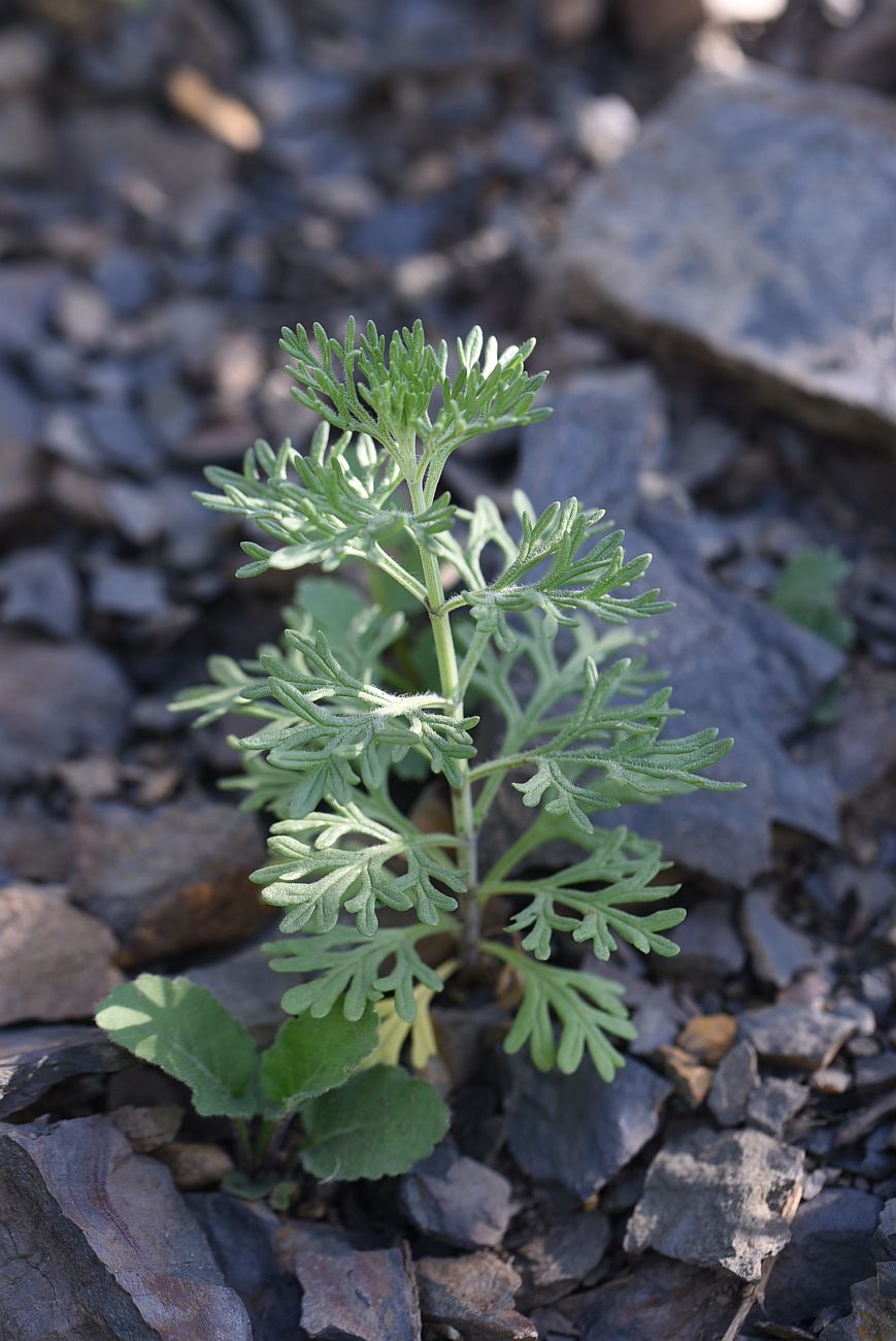 Изображение особи Teucrium orientale.