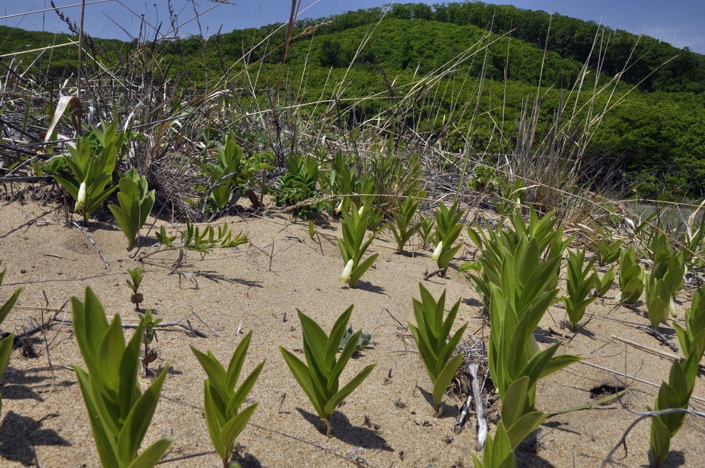 Image of Polygonatum humile specimen.