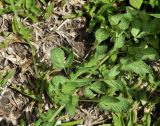 Cleome rutidosperma