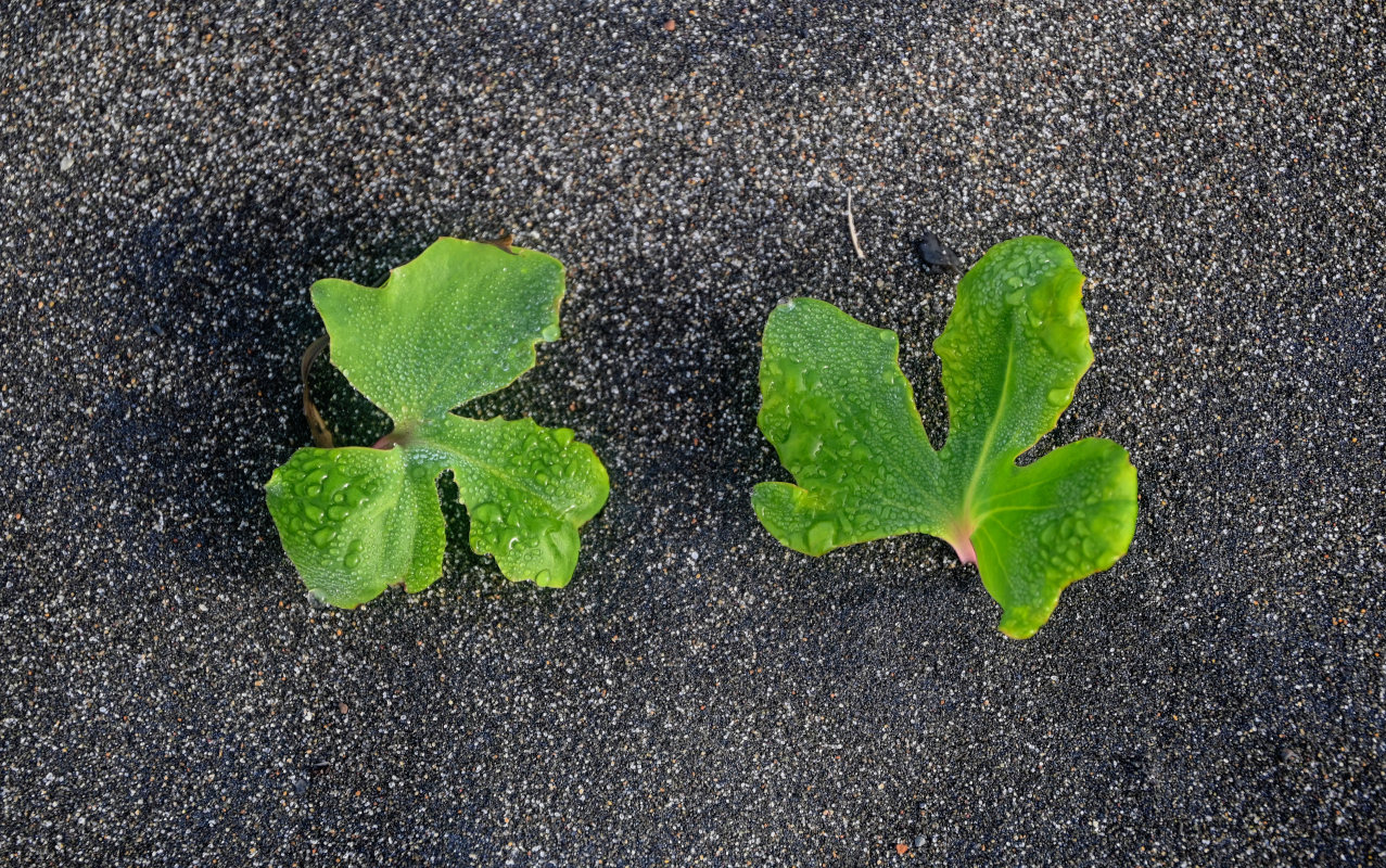 Изображение особи Chorisis repens.