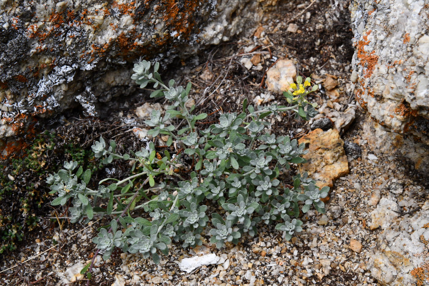 Image of Odontarrhena obovata specimen.