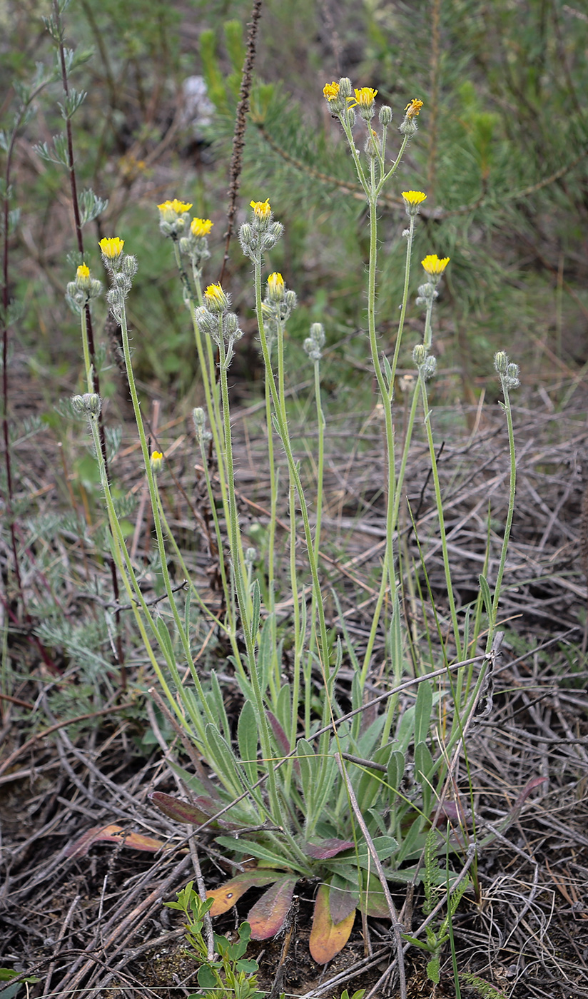 Image of genus Pilosella specimen.