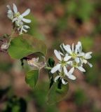 Amelanchier alnifolia