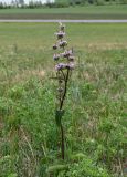 Phlomoides tuberosa. Цветущее растение. Хакасия, Бейский р-н, окр. с. Верх-Киндирла, луговой склон. 12.06.2022.