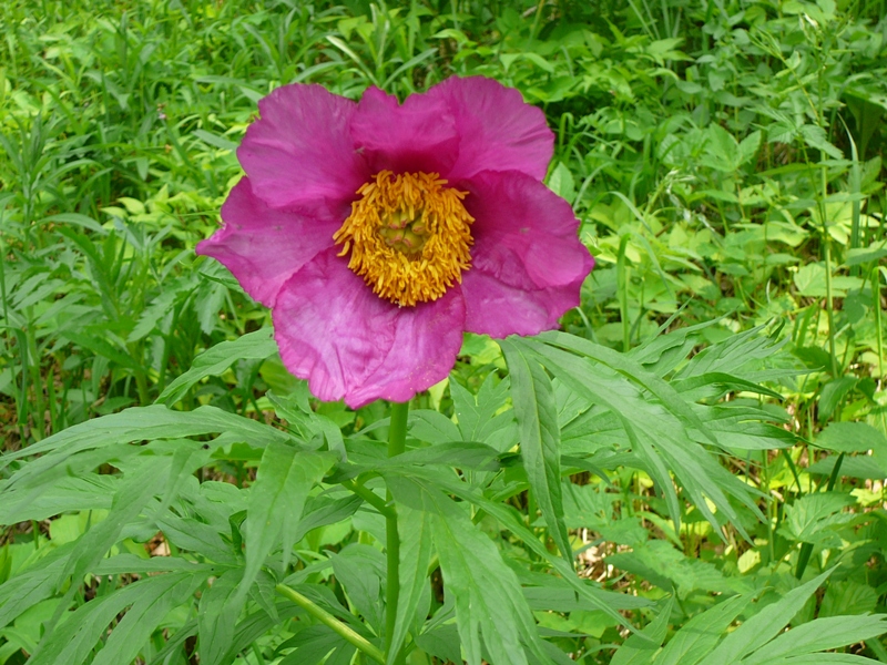 Изображение особи Paeonia anomala.