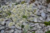 Heracleum grandiflorum. Соцветие. Чечня, Веденский р-н, берег оз. Кезенойам, ≈ 1800 м н.у.м., каменистый участок берега. 25.07.2022.