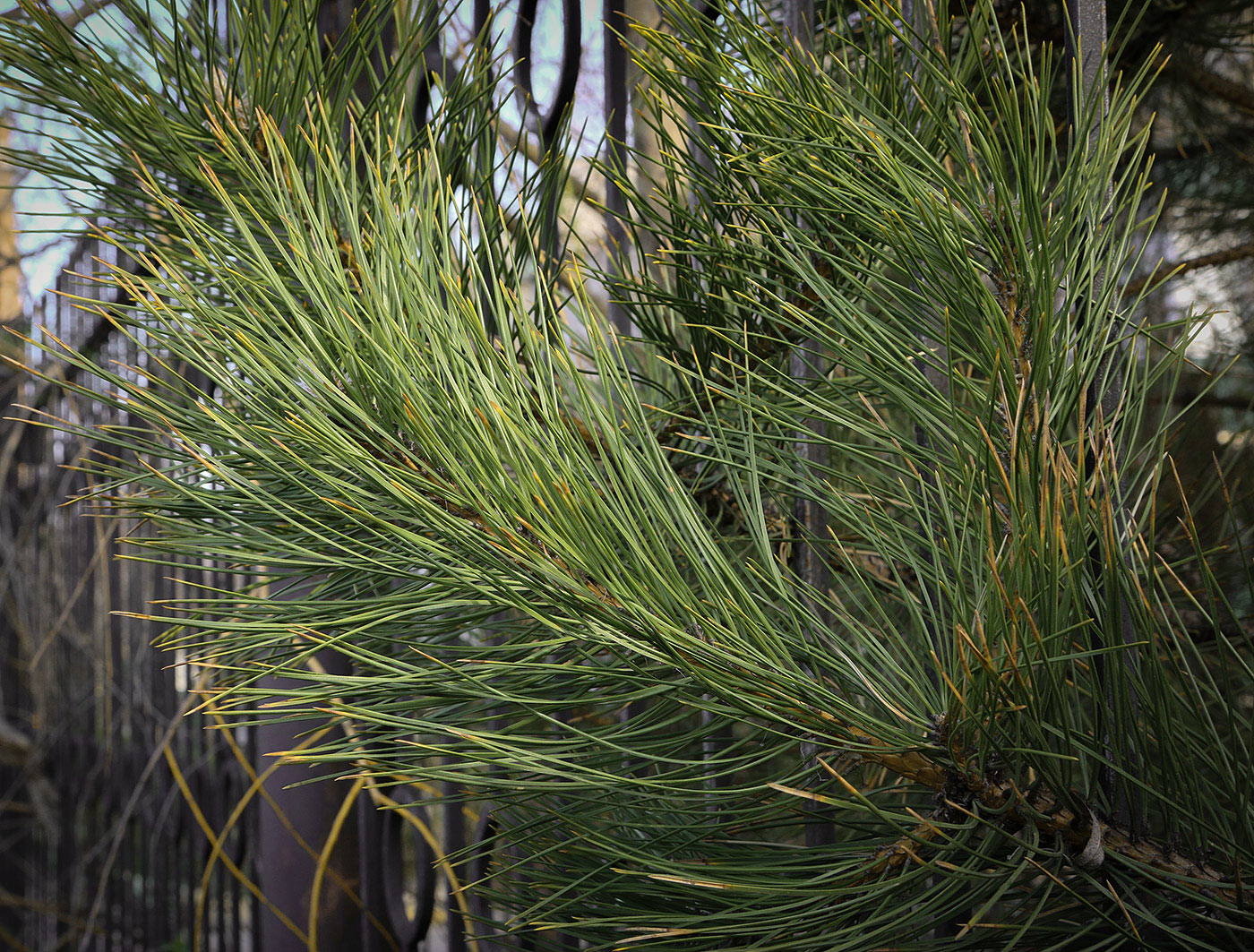 Image of genus Pinus specimen.