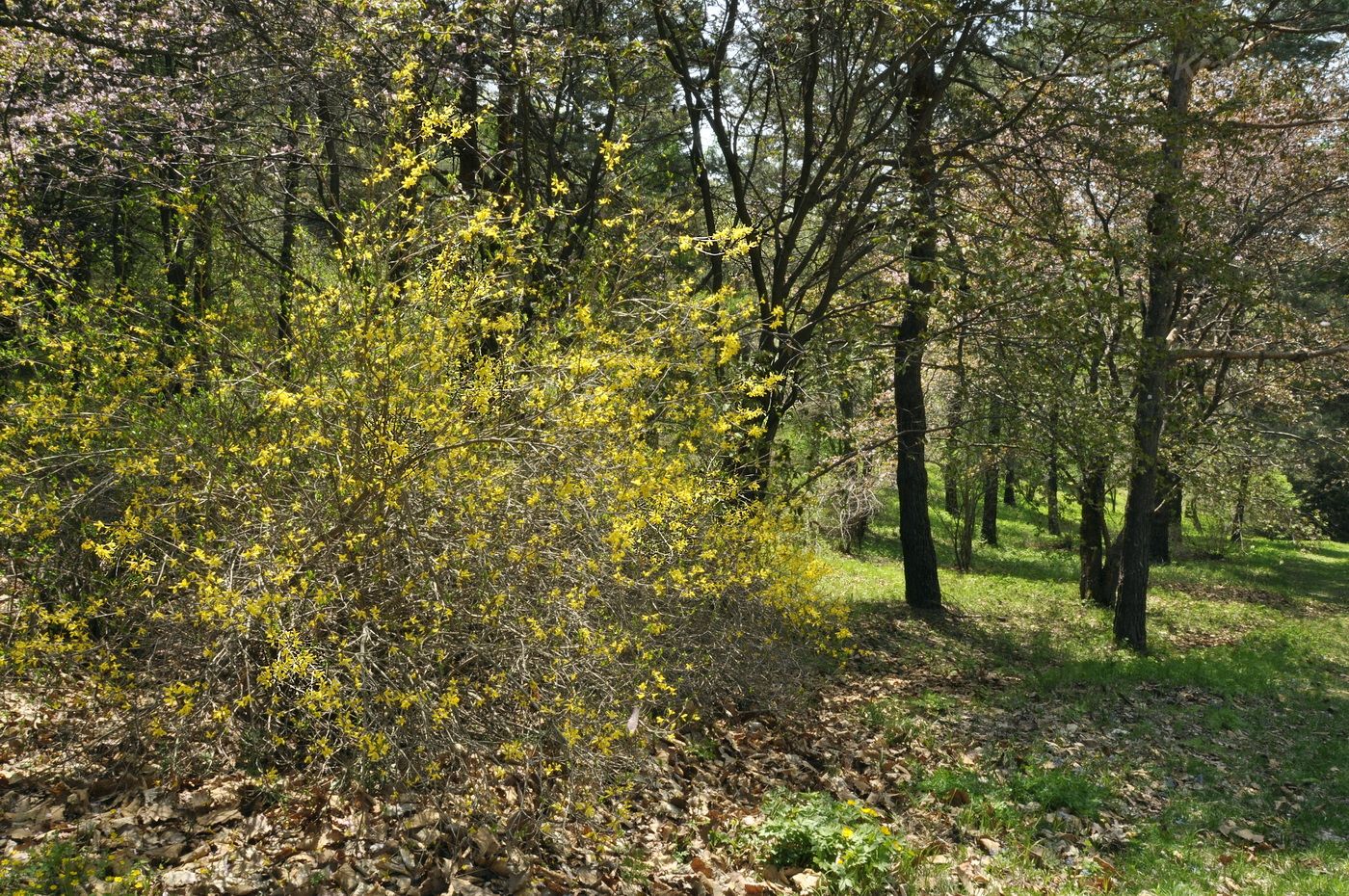 Изображение особи Forsythia ovata.