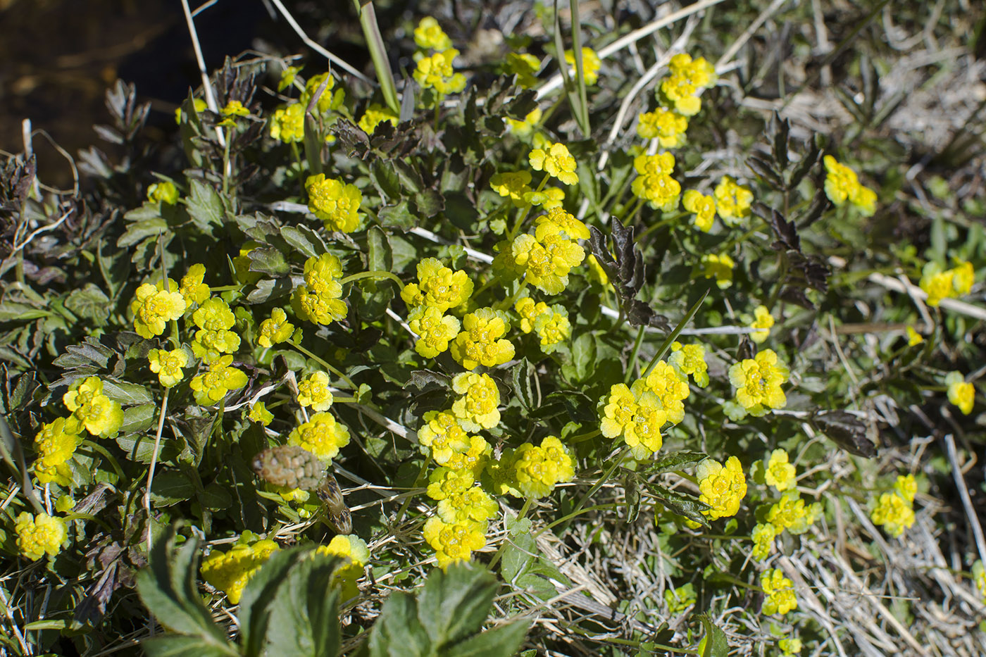 Image of Chrysosplenium sibiricum specimen.