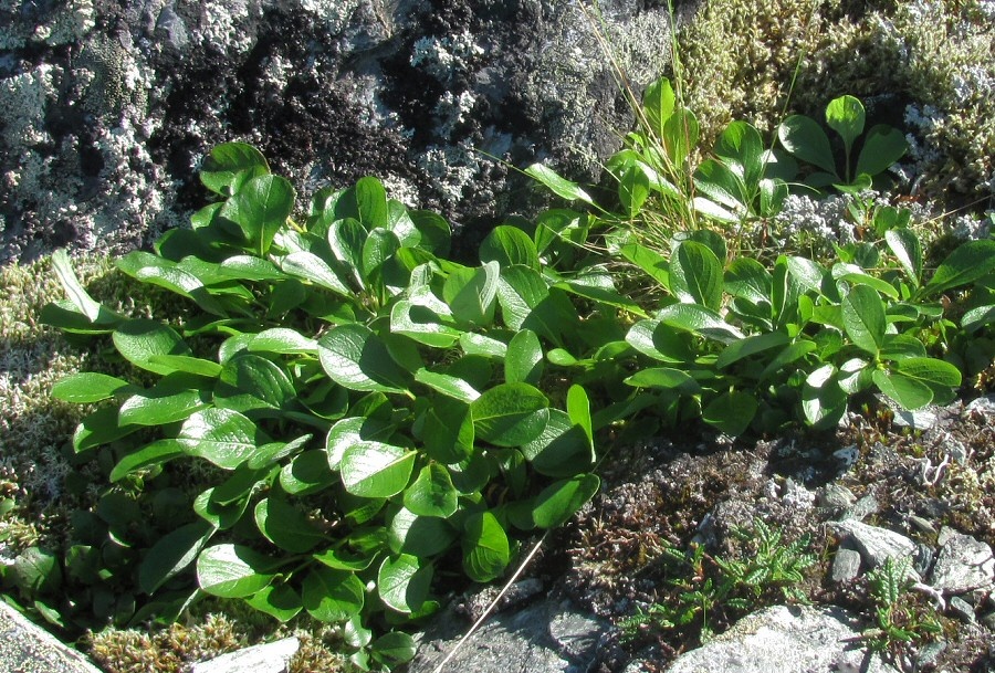 Image of Salix arctica specimen.