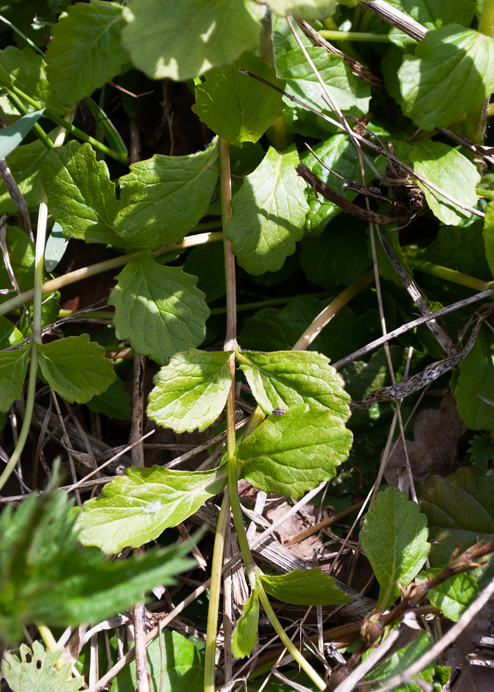 Image of Ajuga reptans specimen.