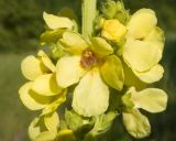 Verbascum pyramidatum