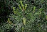 Pinus halepensis. Верхушка ветви с незрелой шишкой и молодыми побегами. Грузия, г. Тбилиси, в культуре. 10.06.2023.