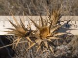 Carthamus lanatus. Засыхающие в плодоношении корзинки. Крым, Керченский п-ов, Приазовье, Генеральские пляжи, сходящая к берегу моря балка в петрофитной степи. 18.08.2018.