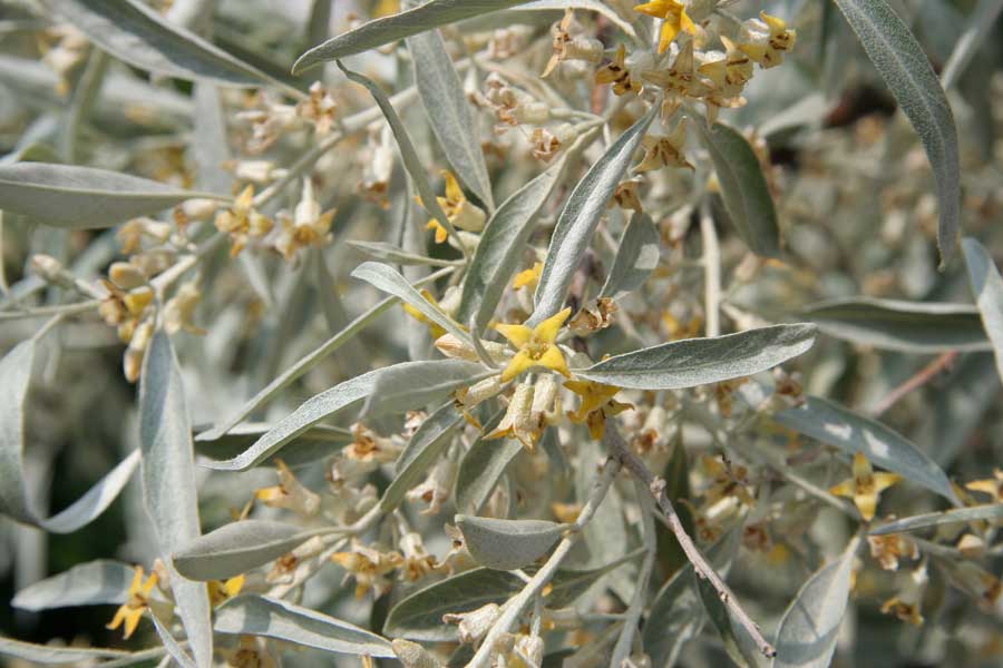 Image of Elaeagnus angustifolia specimen.