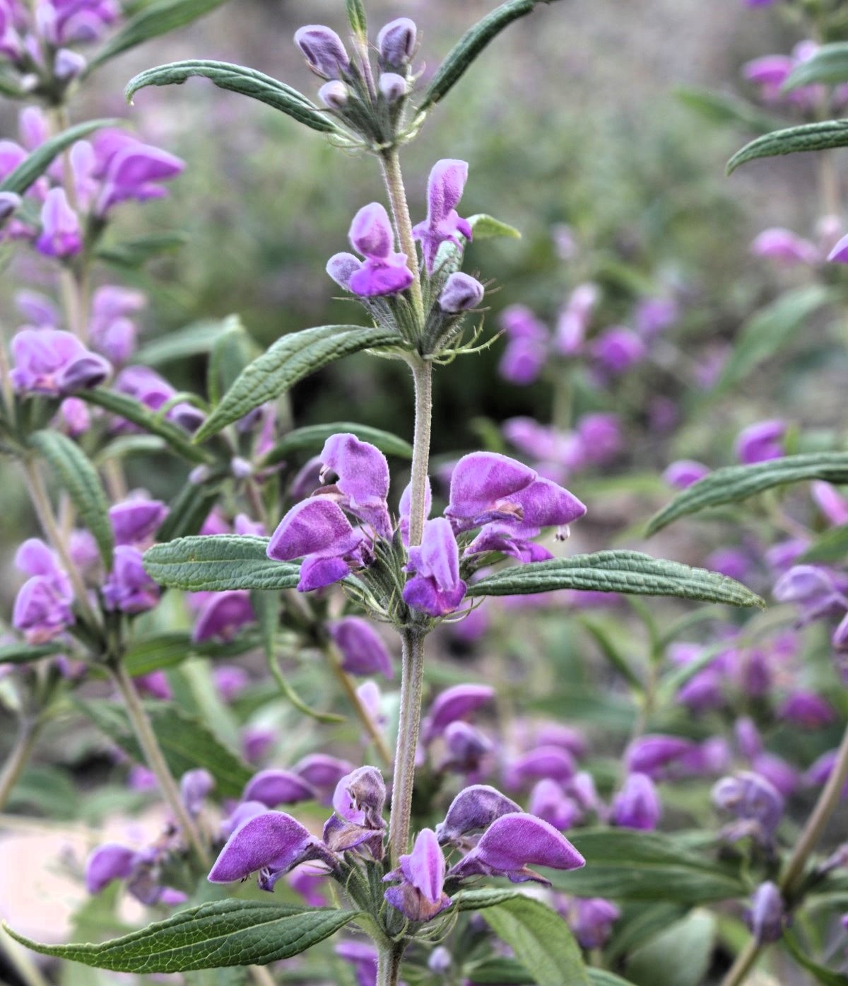 Изображение особи Phlomis pungens.