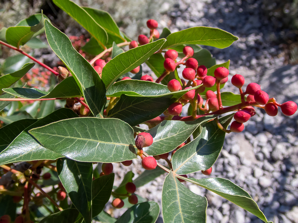 Image of Pistacia mutica specimen.