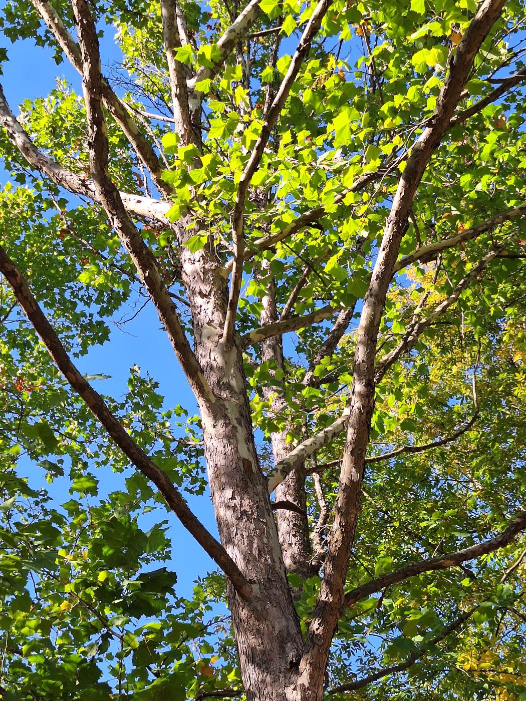 Image of Platanus occidentalis specimen.