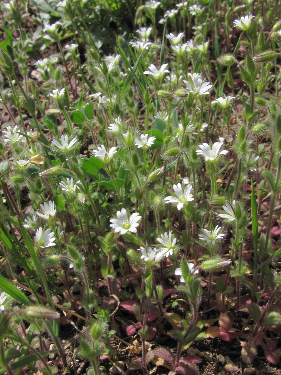 Изображение особи Cerastium brachypetalum ssp. tauricum.