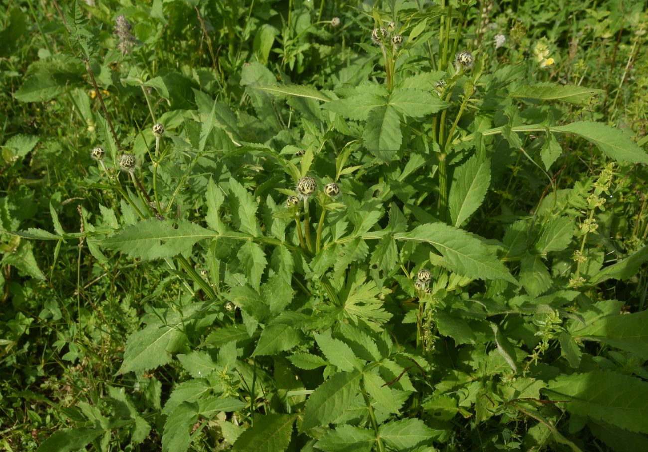 Image of Cephalaria gigantea specimen.