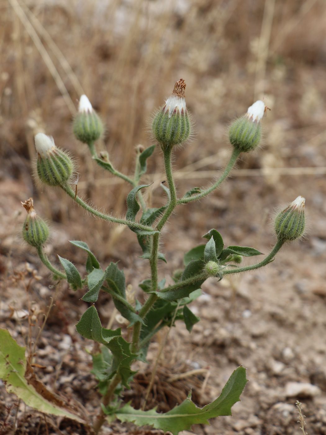 Изображение особи Crepis kotschyana.