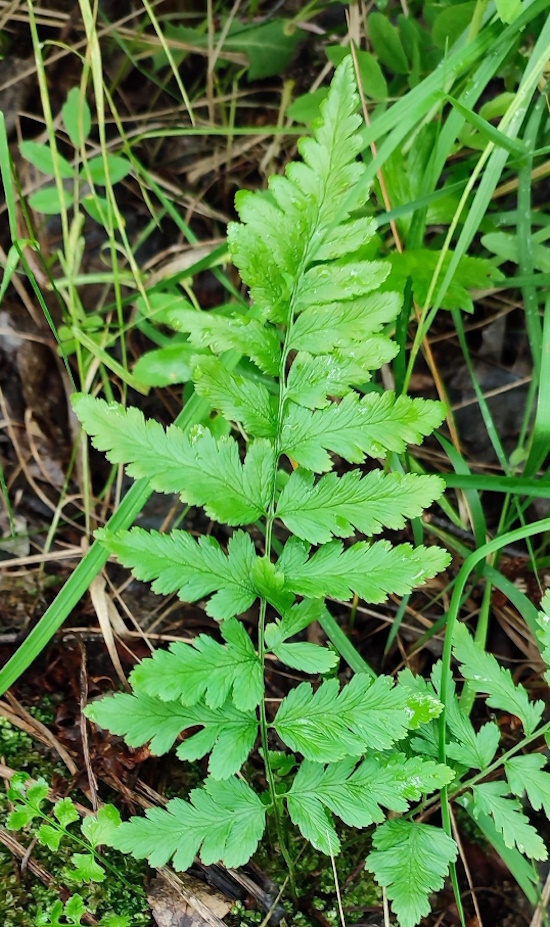Изображение особи Dryopteris cristata.