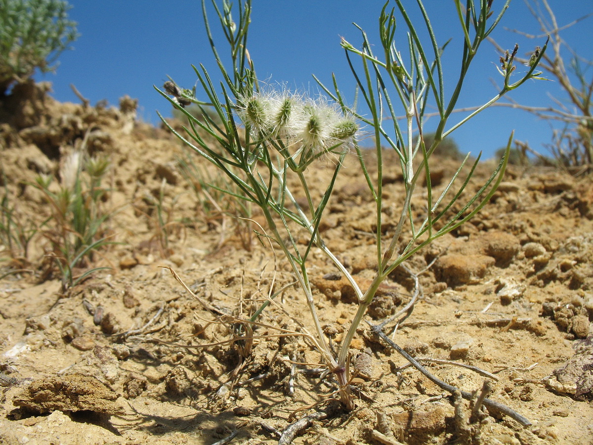 Image of Cuminum setifolium specimen.