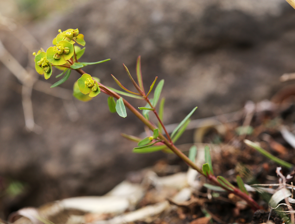 Image of Euphorbia leoncroizatii specimen.