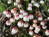 Harrimanella hypnoides