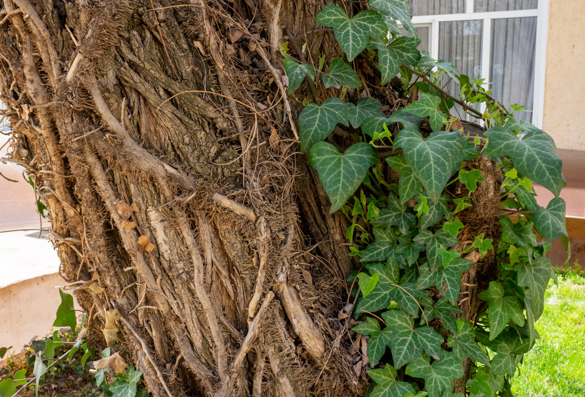 Image of Hedera helix specimen.