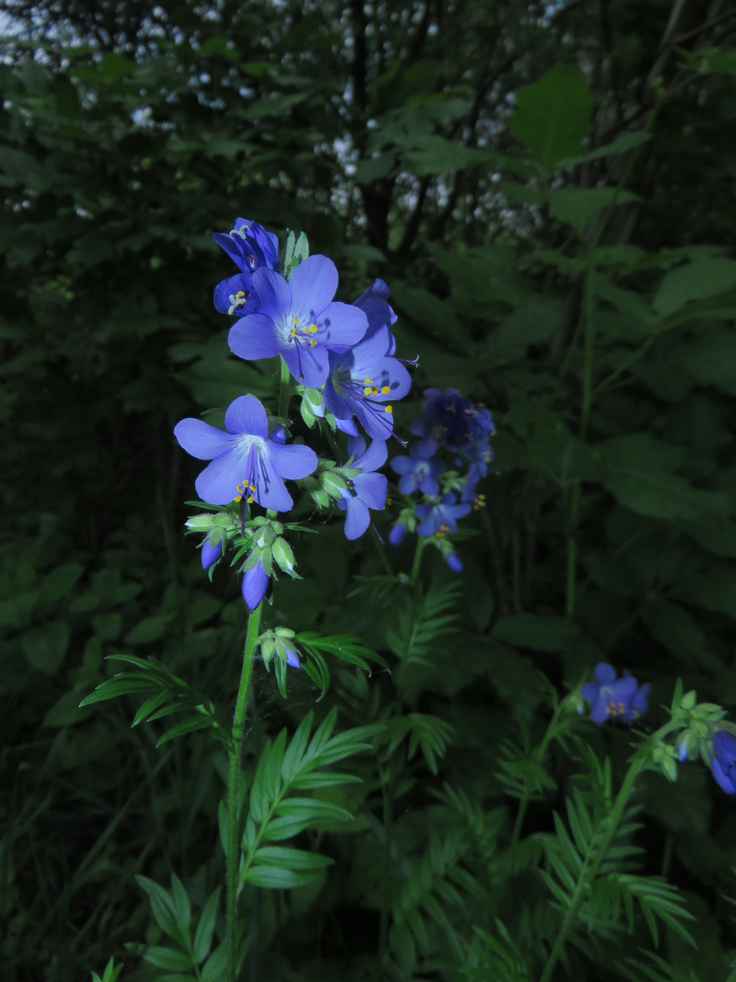 Image of Polemonium caeruleum specimen.