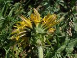 Taraxacum officinale. Соцветие (вид со стороны обёртки). Хабаровский край, окр. г. Комсомольск-на-Амуре, обочина грунтовой дороги. 19.05.2025.