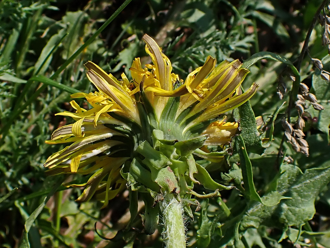 Image of Taraxacum officinale specimen.