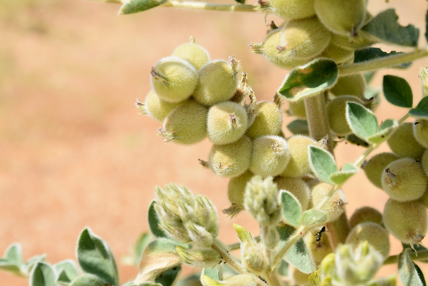 Image of Astragalus lehmannianus specimen.