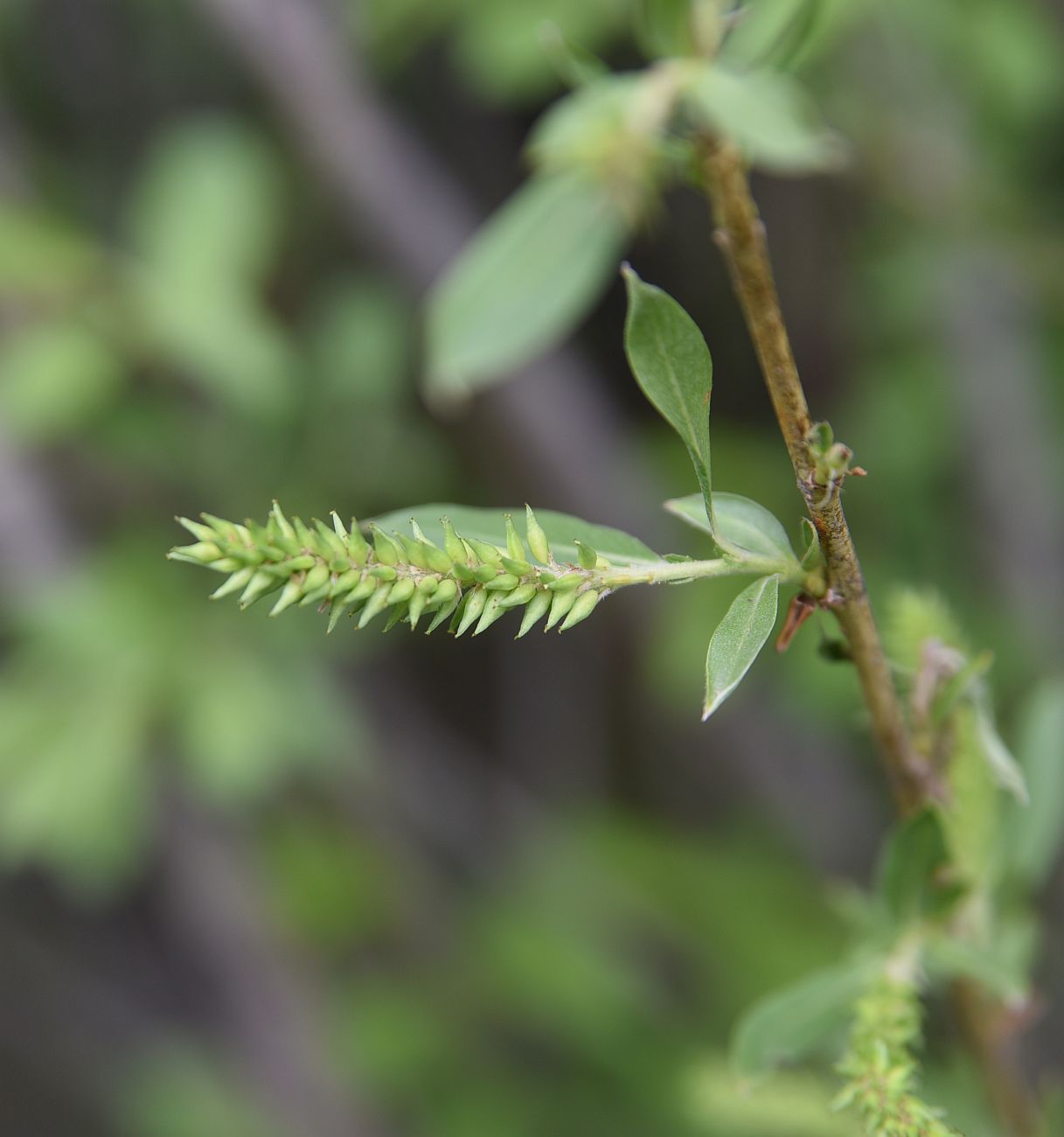 Image of genus Salix specimen.