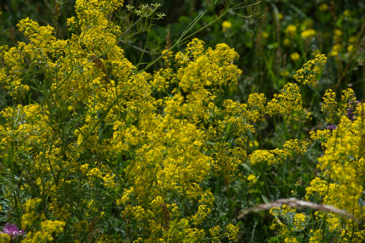 Image of Galium verum specimen.