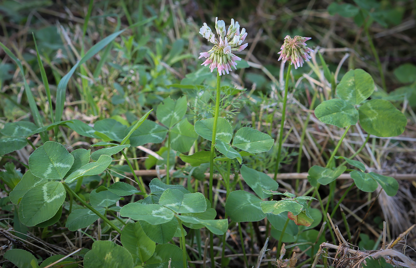 Изображение особи Trifolium repens.