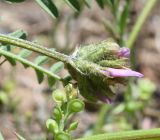 genus Astragalus