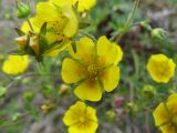 Potentilla crantzii. Цветки. Коми, Интинский р-н, Приполярный Урал, хр. Малдынырд, руч. Алькесвож. 13.07.2010.