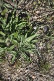 genus Plantago. Вегетирующее растение. Турция, ил Ван, р-н Битлис, восточный склон горы Немрут, сырт Магара, горная степь. 21 мая 2025 г.