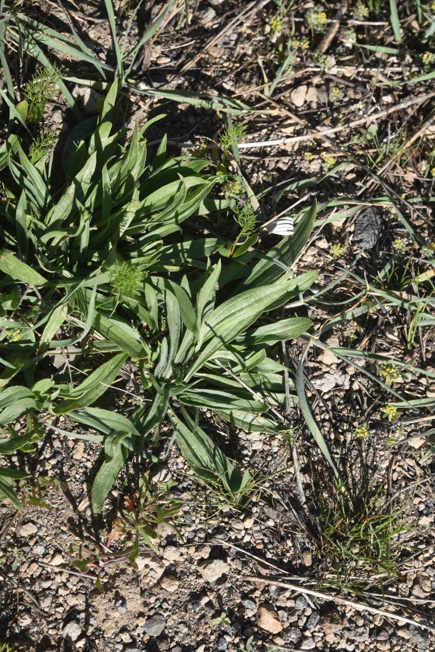 Image of genus Plantago specimen.