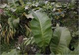 Inula helenium